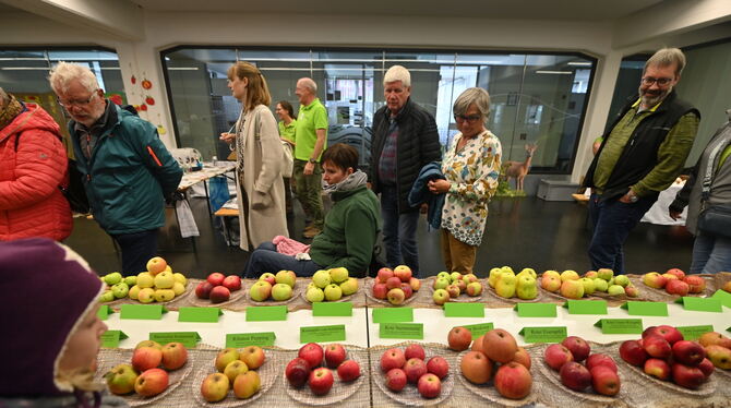 Hingucker wohl auch beim diesjährigen Mössinger Aktionstag: Die Apfel- und Obstsortenausstellung auf dem Pausa-Gelände. Archivfo