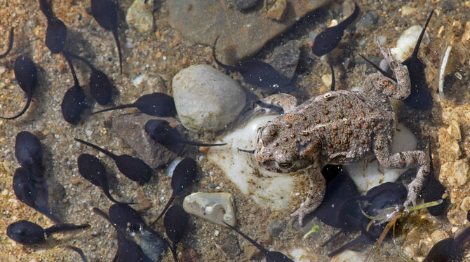 Eine Kreuzkröte mit Kaulquappen.