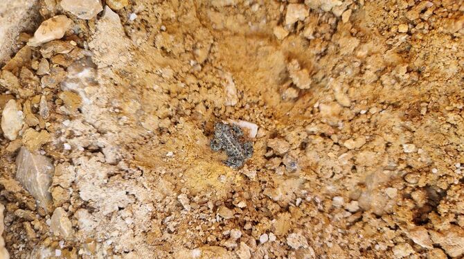 Eine junge Kreuzkröte: Die Spezies hat das Trinkwasserasphaltbecken in Trochtelfingen als Laichgewässer angenommen.