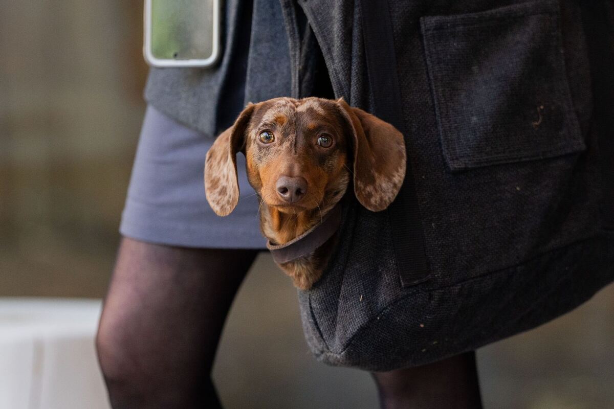 Dackel Goethe Dackel Goethe