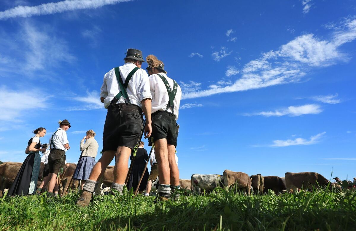 Viehscheid im Allgäu Viehscheid im Allgäu
