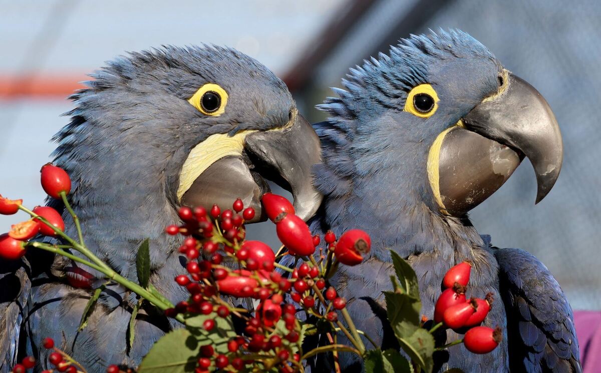 Nachwuchs bei den Hyazintharas Nachwuchs bei den Hyazintharas