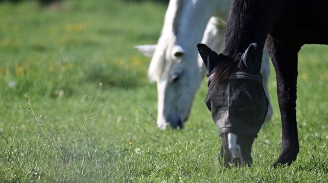 Pferde auf einer Weide Pferde auf einer Weide