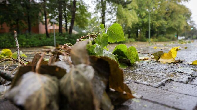 Sturmböen an der Nordseeküste erwartet