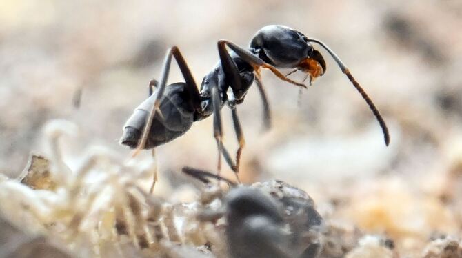 Ameisenplage in Schutterwald