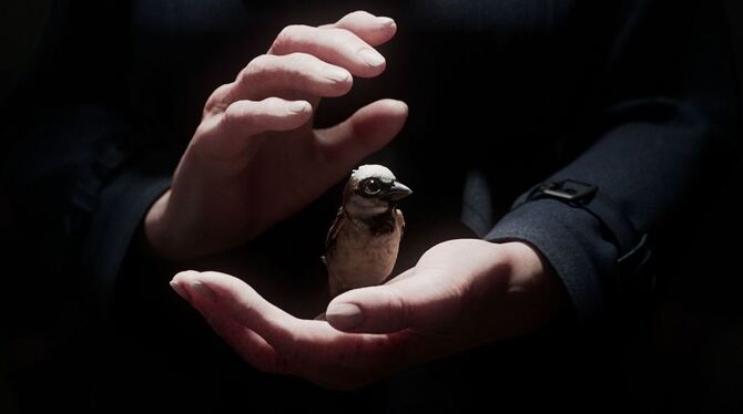 Kurzfilm »A Sparrow's Song« Kurzfilm »A Sparrow's Song«