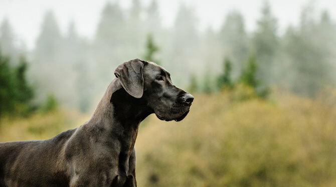 Der Hund gilt als treuester Begleiter des Menschen. Was muss Letzterer beachten, wenn sein Tier todkrank ist?