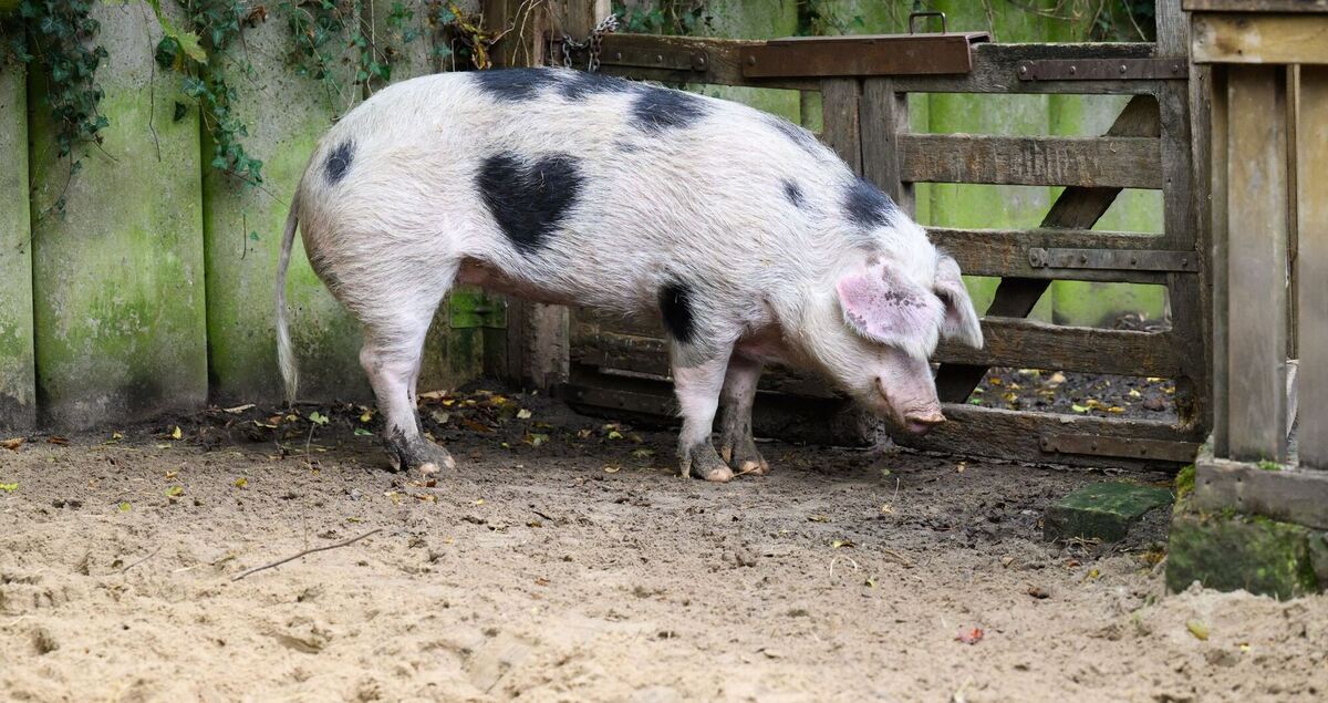 Wilma, ein Schwein mit Herz