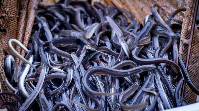 Aalbesatz in Rhein und Neckar Aalbesatz in Rhein und Neckar