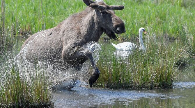 Elchbulle im Wildpark Schorfheide