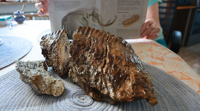 Ganz schön groß: So sieht der Mammutzahn von Doris Jerusalem aus.  FOTO: REISNER