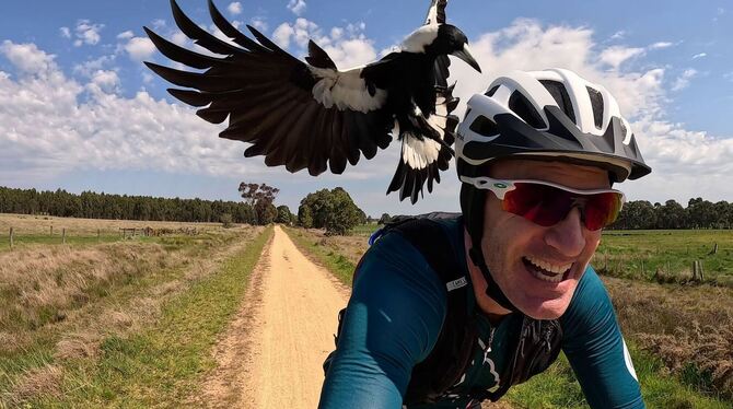 Australischer Magpie greift Radfahrer an Australischer Magpie greift Radfahrer an