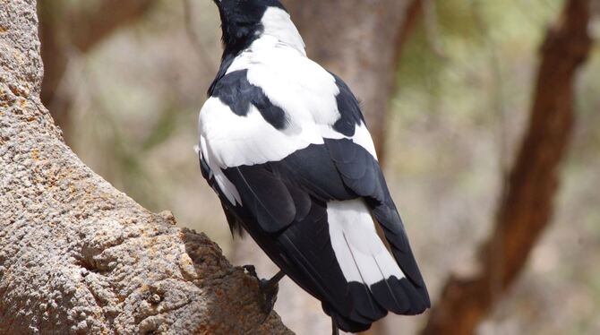 Australischer Magpie 'Mr Sox' in West-Australien Australischer Magpie 'Mr Sox' in West-Australien