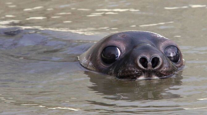 Mützenrobbe »Wicki«