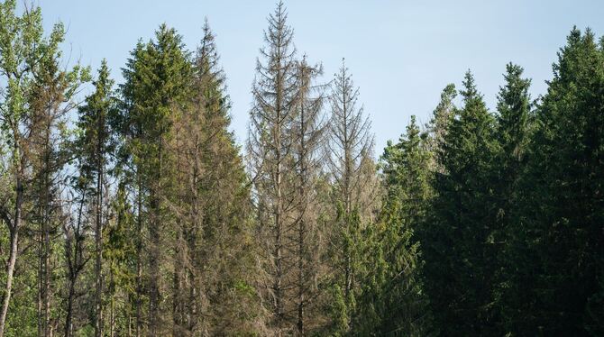 Waldzustand in Deutschland