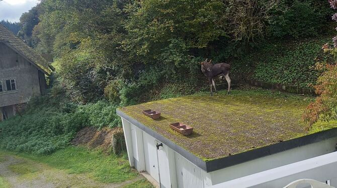 Elch im Schwarzwald Elch im Schwarzwald