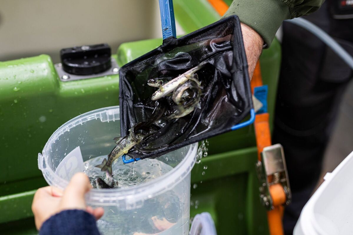 Auswilderung von Lachsen in Hannover