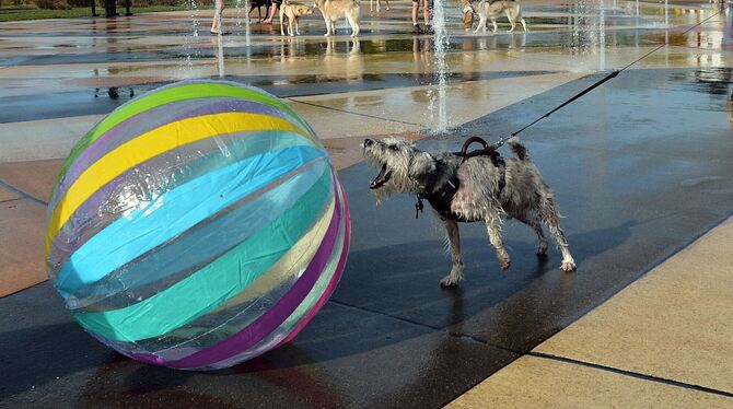 Der Spielsucht verfallen - das sind auch manche Hunde Der Spielsucht verfallen - das sind auch manche Hunde