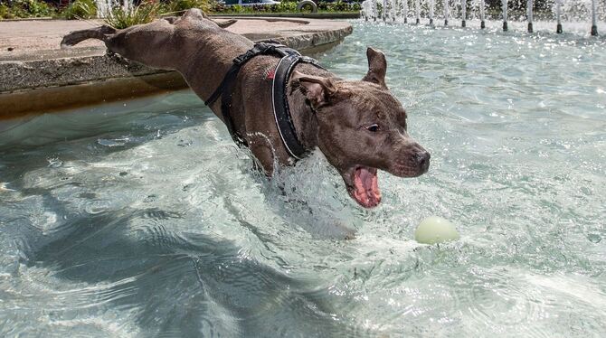 Der Spielsucht verfallen - das sind auch manche Hunde Der Spielsucht verfallen - das sind auch manche Hunde
