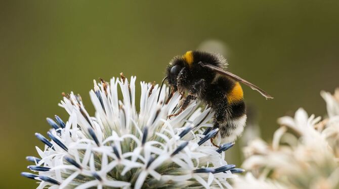 Wildbienen bedroht. Wildbienen bedroht.
