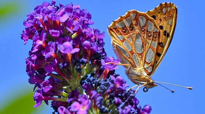 Bedrohte Schmetterlingsarten Bedrohte Schmetterlingsarten