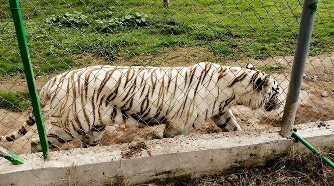 Tiger in Mexiko nach Unwetter auf freiem Fuß Tiger in Mexiko nach Unwetter auf freiem Fuß