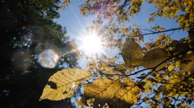Herbstlaub Herbstlaub