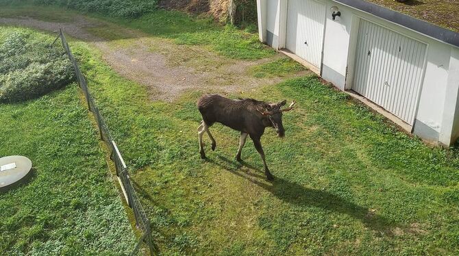 Elch im Schwarzwald Elch im Schwarzwald