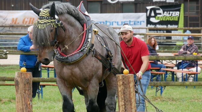 Fuhrmannstag Sie zeigten beim 38. Fuhrmannstag in Pliezhausen, was in ihnen steckt - Pferd und Mensch meisterten im Team schwierigste Hindern