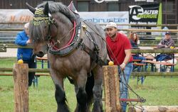 Sie zeigten beim 38. Fuhrmannstag in Pliezhausen, was in ihnen steckt - Pferd und Mensch meisterten im Team schwierigste Hindern