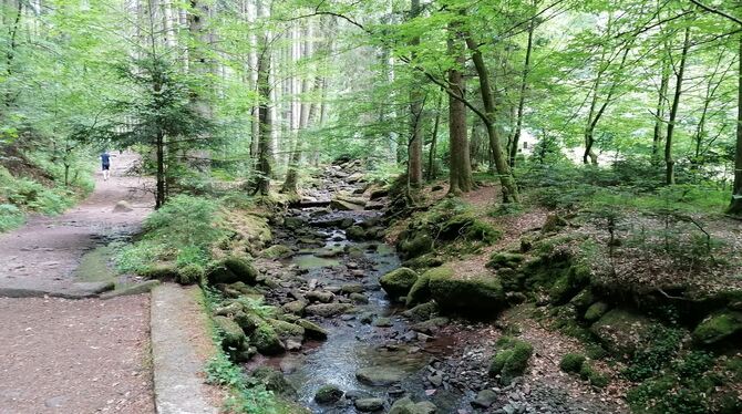 Das Monbachtal bei Bad Liebenzell.