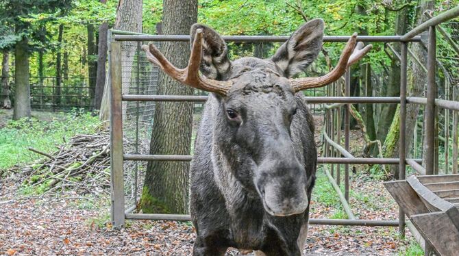 Schwarzwald-Elch Erwin eingefangen