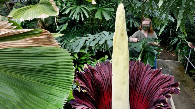 Titanenwurz im Botanischen Garten öffnet sich