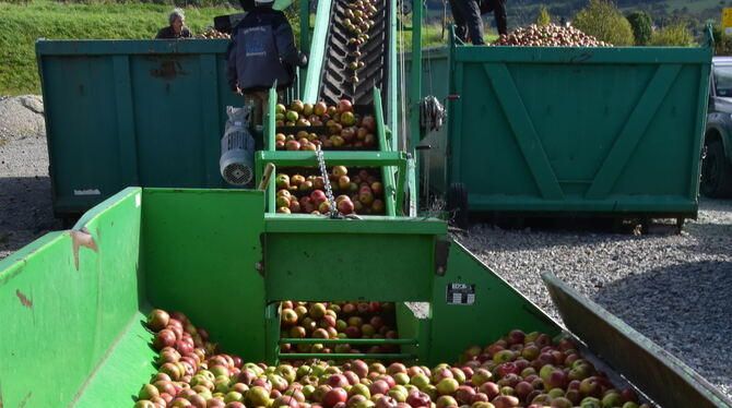 Volle Container bei der Obstannahme in Mössingen