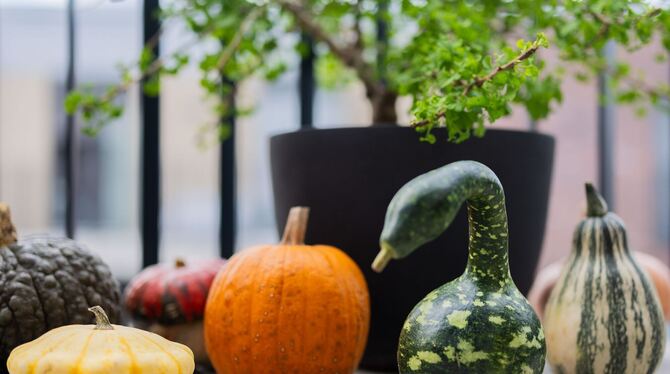 Populärer Pumpkin: Der kolossale Kürbis-Boom Populärer Pumpkin: Der kolossale Kürbis-Boom