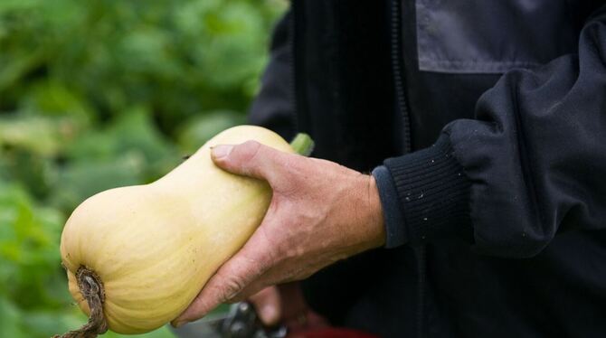 Populärer Pumpkin: Der kolossale Kürbis-Boom Populärer Pumpkin: Der kolossale Kürbis-Boom