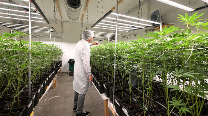 Cannabis Temperatur, Luftfeuchtigkeit,Licht: für eine reiche Ernte muss alles optimiert sein.