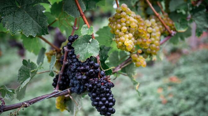 Eröffnung fränkischer Weinlese