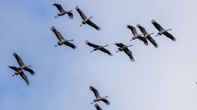 Kraniche Kraniche
