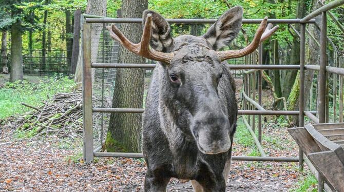 Elch Erwin Elch Erwin