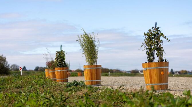 Streit um Blümenkübel vor Herrenknecht-Firmenzentrale Streit um Blümenkübel vor Herrenknecht-Firmenzentrale