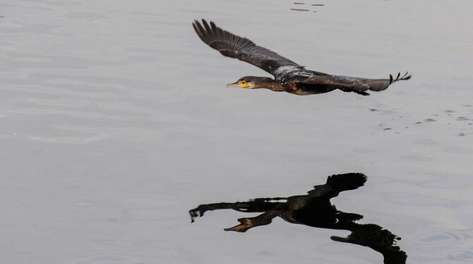 Kormorane am Bodensee Kormorane am Bodensee