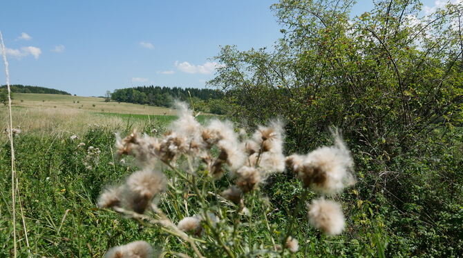 Am Rand des ehemaligen Truppenübungsplatzes nahe Trailfingen sollen zwei PV-Anlagen installiert werden.