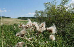 Am Rand des ehemaligen Truppenübungsplatzes nahe Trailfingen sollen zwei PV-Anlagen installiert werden.