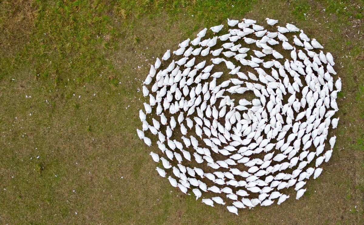 Gänsezucht Eskildsen in Wermsdorf
