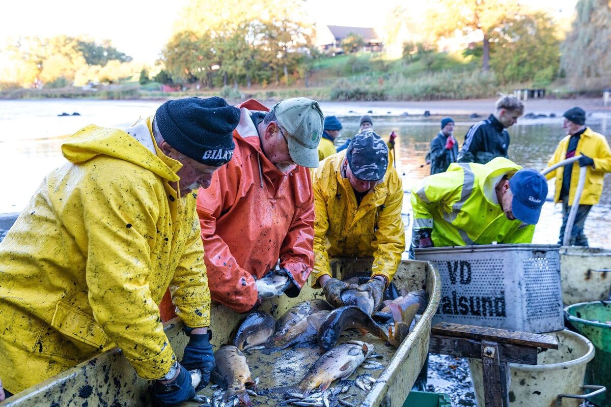 Abfischen am Dorchesee Abfischen am Dorchesee
