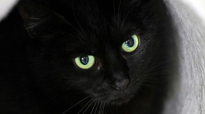 Schwarze Katze Schwarze Katze