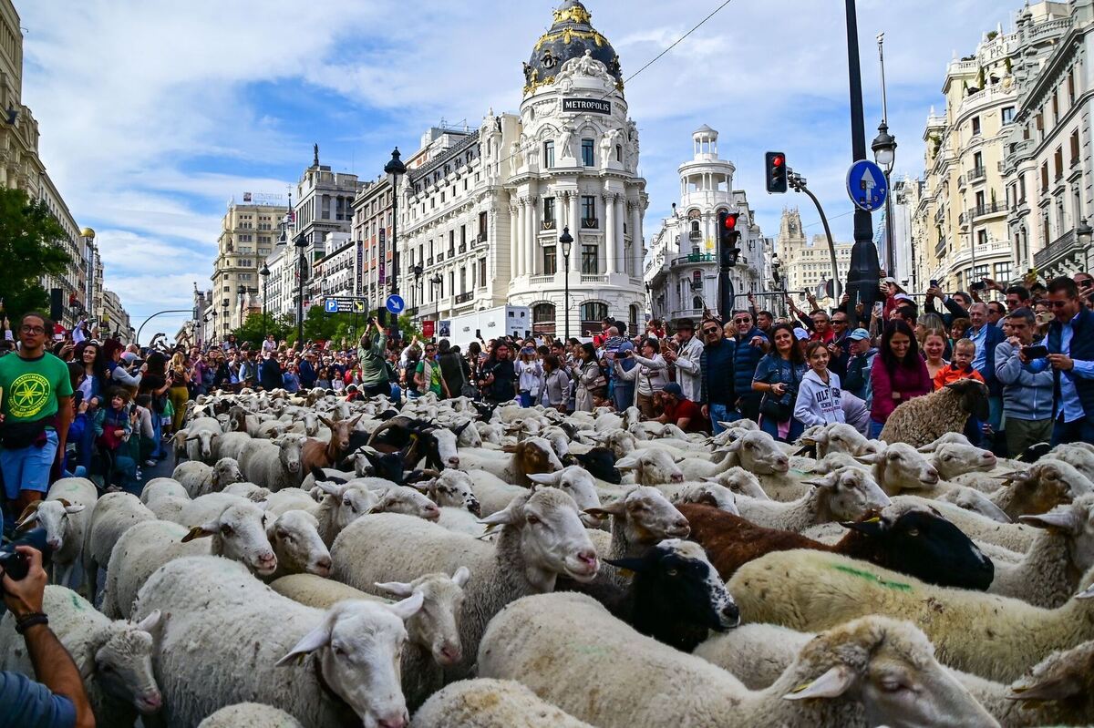 Transhumance Festival 2025 Transhumance Festival 2025