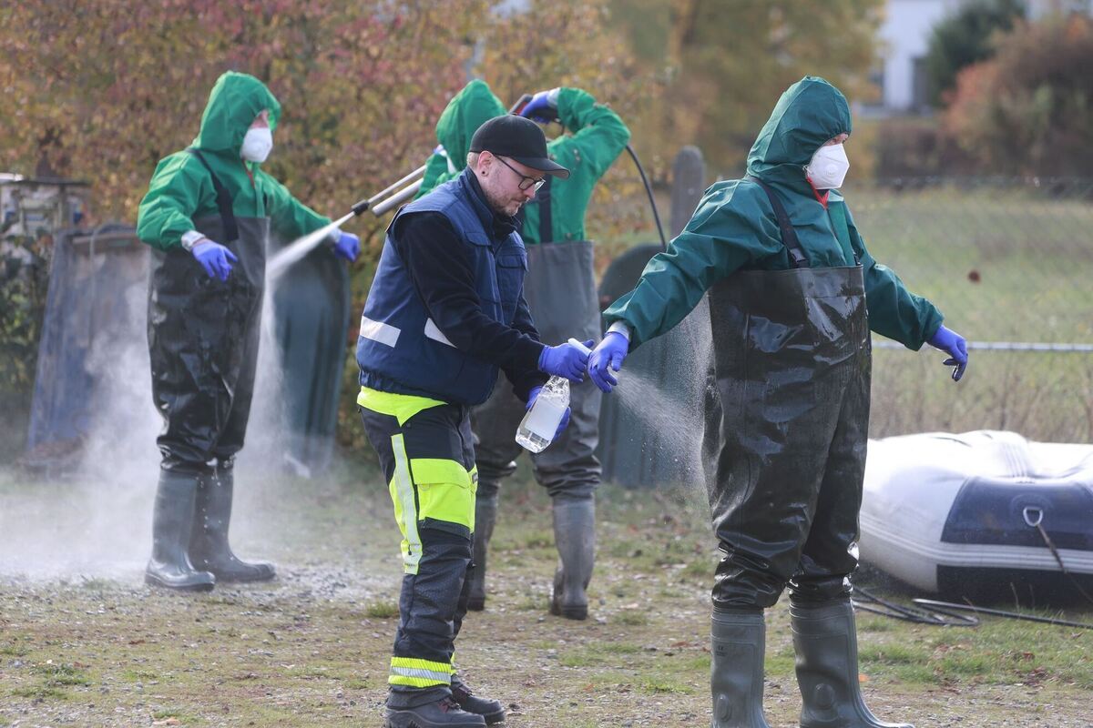Vogelgrippe am Stausee Kelbra ausgebrochen Vogelgrippe am Stausee Kelbra ausgebrochen