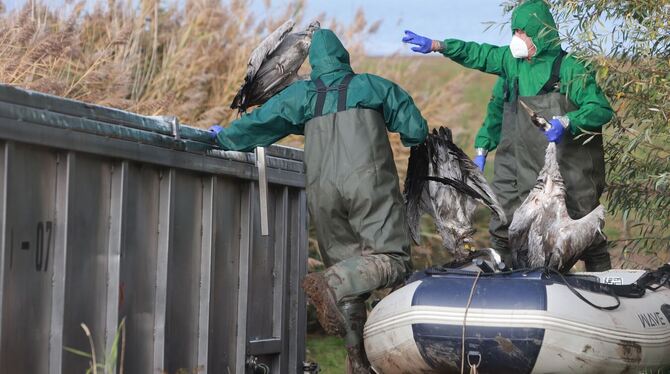 Vogelgrippe bei Kranichen